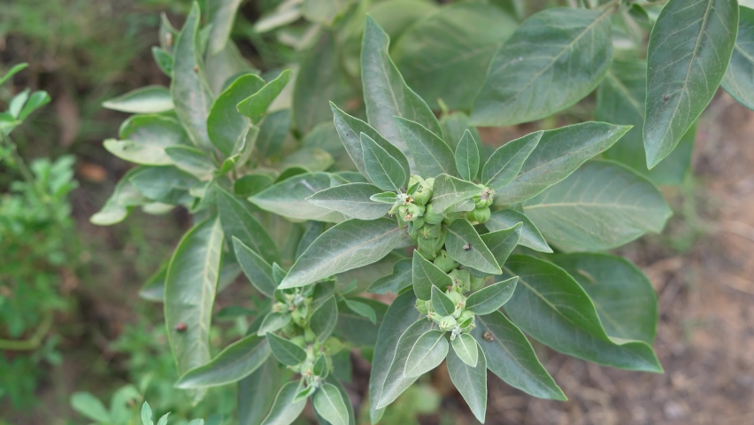 withania somnifera plant known ashwagandha indian Stock Footage Video ...