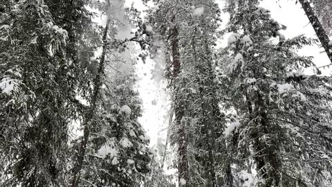 Slow motion of snow falling from trees in a forest in winter