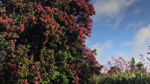 Upward pan of Pohutakawa Trees under a blue sky during the daytime in Auckland New Zealand