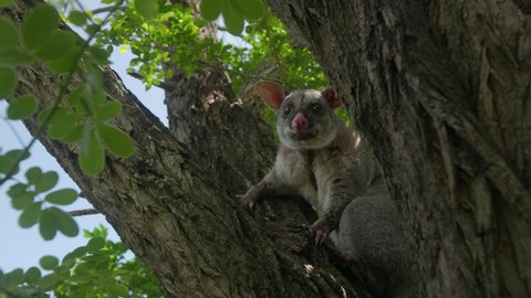Adult brushtail possum sitting in tree in daylight slow motion