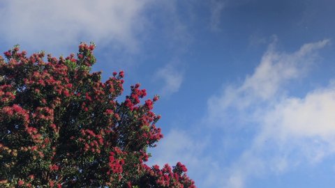 Red Pohutakawa Flowers swaying in the gentle breeze under a blue sky in the daytime in Auckland New Zealand
