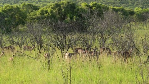 Impalas in the nature reserve Hluhluwe National Park South Africa