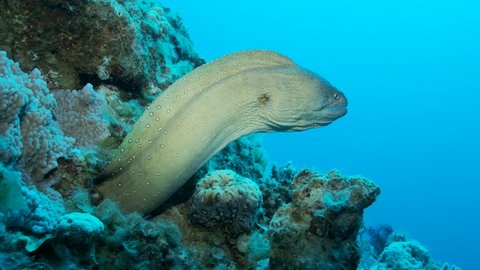 Close up Moray peeks out of its hiding place on blue water background. Yellow-mouthed Moray Eel (Gymnothorax nudivomer), 4K-60fps