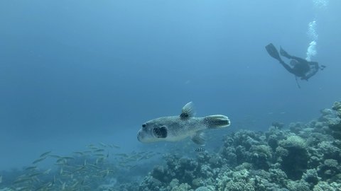 Pufferfish swimming near coral reef. Blackspotted Puffer (Arothron stellatus)