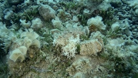 Scorpionfish camouflaged on the reef among the seaweed. Tasseled Scorpionfish, Small-scaled Scorpionfish (Scorpaenopsis oxycephala).