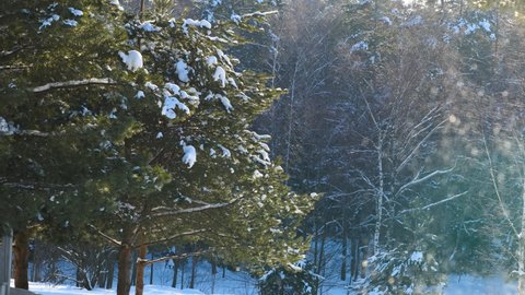 Falling snow shimmers and glitters in the sun against the background of snow-covered pine trees and winter forest.