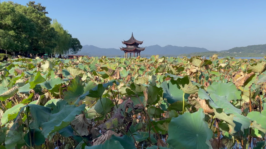 Beautiful scenery at Hangzhou West Lake in China, the Jixian Pavilion rises over lotus leaves, a UNESCO world heritage site