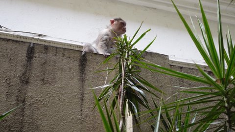 Bangalore, India 21st March 2022: Indian Monkey searching and eating food. Stray animals that live amidst the apartments of Bangalore. 