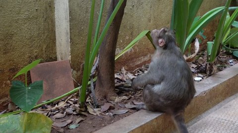 Bangalore, India 21st March 2022: Indian Monkey searching and eating food. Stray animals that live amidst the apartments of Bangalore. 