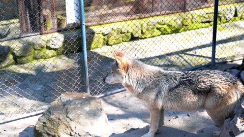 1 a large gray wolf enclosed in a cage with long hair