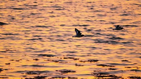 Two Eurasian oystercatcher flying against orange sea water sunset, tracking shot
