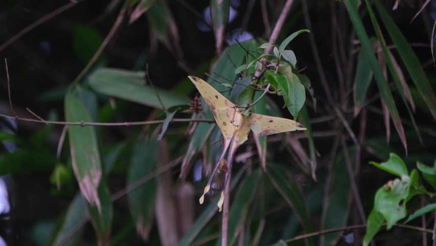 Hanging on a twig while the wind blows so hard in the forest, Malaysian Moon Moth Actias maenas, Khao Yai National Park, Thailand.