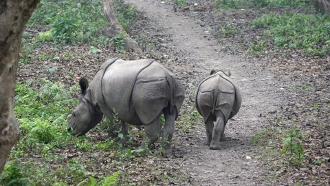 Two small wild rhinos walking on a path in the jungle in the Chitwan National Park.