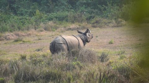 A rhinoceros walking across a meadow in the jungle of the Chitwan National Park.