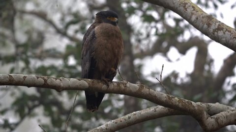 A serpent eagle sitting on a branch in the jungle.