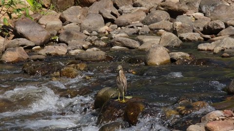 Looking to the left while standing on a rock in the middle of a rushing stream during a hot day, Chinese Pond Heron Ardeola bacchus, Huai Kha Kaeng, Thailand.