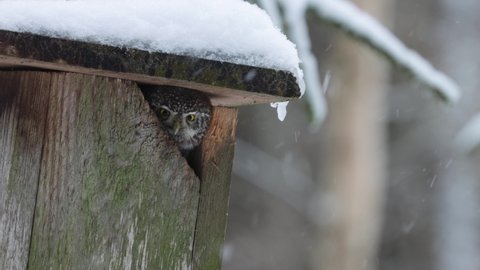 Small Eurasian pygmy owl, Glaucidium passerinum looking from a birds nesting box in boreal forest