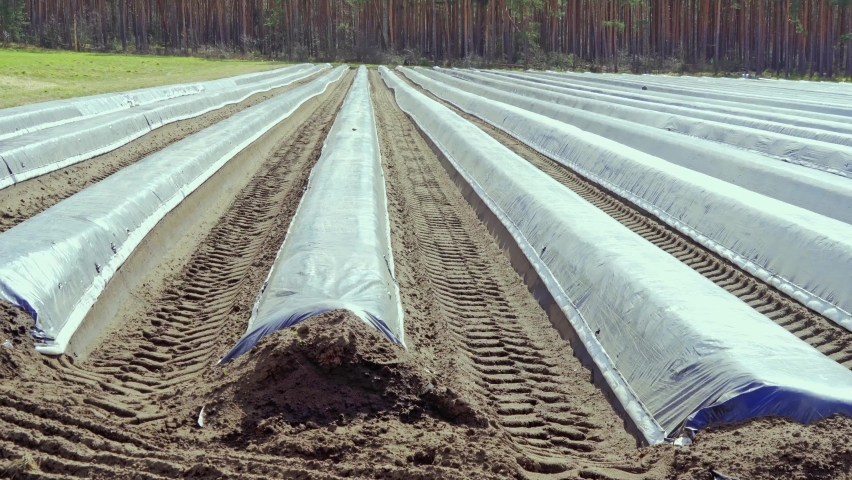 Pan over an asparagus field covered with foil to improve growing conditions and increase temperature