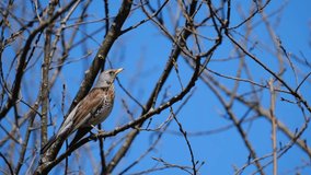 Fieldfare thrush bird in nature on a branch. Bird footage, nature video.
