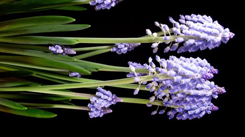 Purple Grape Hyacinth Muscari Flowers Blooming in Time Lapse.  Tender Flowers Open Blossoms on a Black Background. Spring Violet Flowers Symbol. Vertical Video