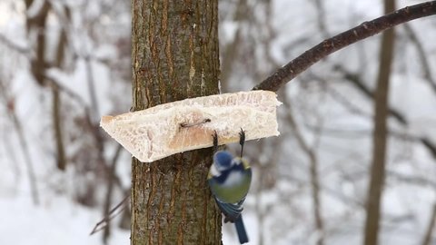 Great tit pecking at lard on a tree. Feeding birds in winter.
