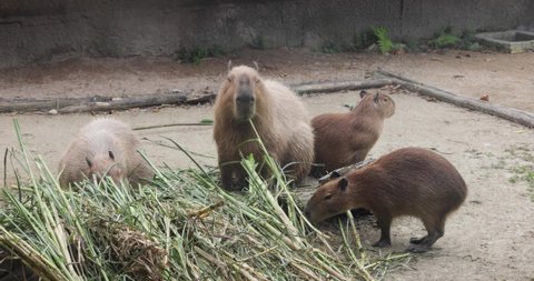 Capybara in the zoo park