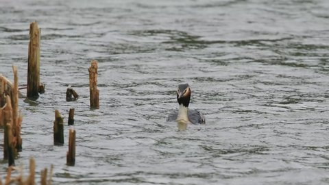 Great Crested Grebe Swimming on a Lake