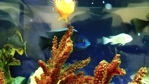 Beautiful fish swim among algae and rocks, colorful underwater shots, aquarium. Close-up. Fish of the world ocean