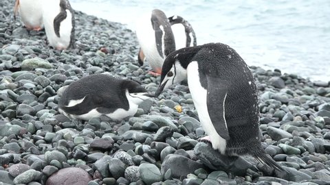 Antarctica. Penguins on the ocean. A group of Gentoo Penguins walking along the rocky shore of a penguin colony in the Antarctic peninsula.