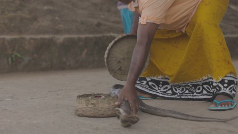 Indian spectacled Cobra Snake venomous with its hood - lat. Naja naja. Snake charmer and cobra in a basket. Asian snakes. 120 fps video, ProRes 422, 10 bit, ungraded C-LOG. 11.02.2022, Sri Lanka