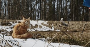red Maine Coon cat in a harness on a walk turns his head, spring, snow, white swiss shepherd dog in the background, pets in the forest, nature, wild environment