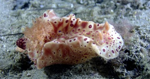 Nudibranch "Ceratosoma brevicaudatum".

This is Victoria's biggest and most common nudibranch. It feeds on sponges.

Intertidal to deeper waters, to depth of 120 m.