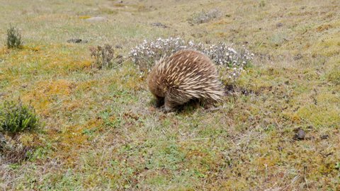 a slow motion side view of an echidna searching for food in the tasmanian wilderness at cradle mountain national park of tasmania, australia