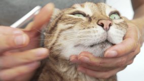 Owner brushes her pet cat's teeth with a toothbrush