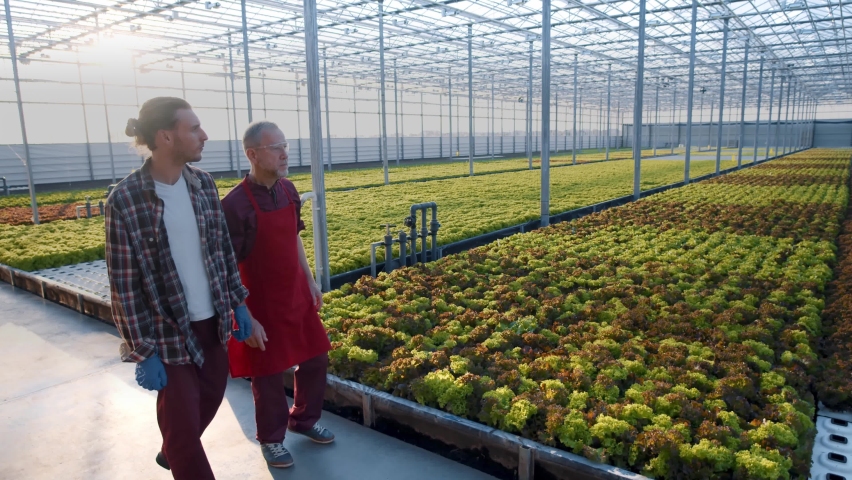 Two farmers monitoring harvest growth progress with smart hologram. Data collection and analysing by artificial intelligence. Future agro crops concept. Greenhouse | Shutterstock HD Video #1088518929