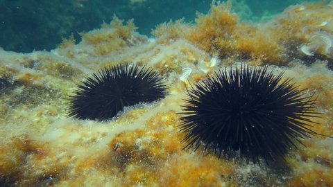 Two Black Sea Urchin (Arbacia lixula) on the bottom overgrown with brown algae. Mediterranean, Greece.