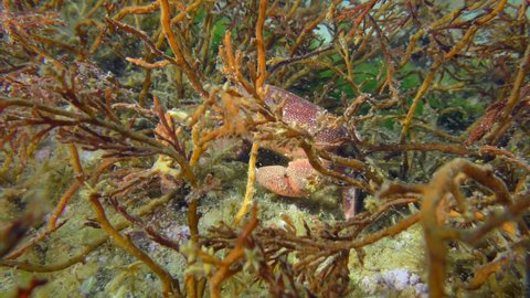 Lessepsian Mediterranean Crab or rosy egg crab sits on the seabed among swaying brown algae Cystoseira, then leaves frame. Mediterranean.