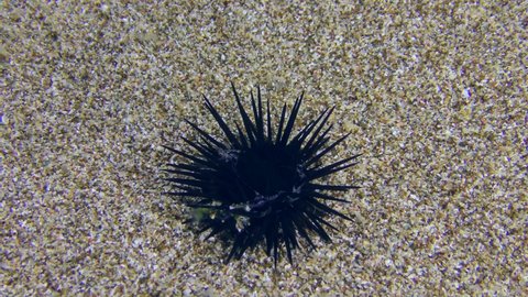 Black Sea Urchin (Arbacia lixula) slowly creeps along the sandy bottom, top view. Mediterranean.