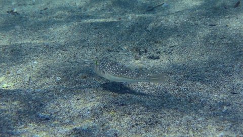 Yellowspotted Puffer or Studded Pufferfish (Torquigener flavimaculosus) slowly swims over the sandy bottom, then leaves the frame.