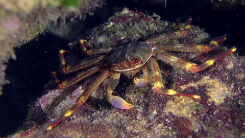 Sea life: Invasive Sally Lightfoot Crab or Nimble spray crab or Urchin crab (Percnon gibbesi) searches for food in a rock crevice, close-up.