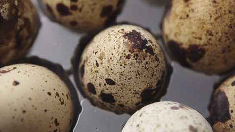 Spotted Quail Eggs in an egg box. Close-up of fresh, organic and healthy bird eggs. Natural, Eco-friendly Eggs rolling in the transparent box. 