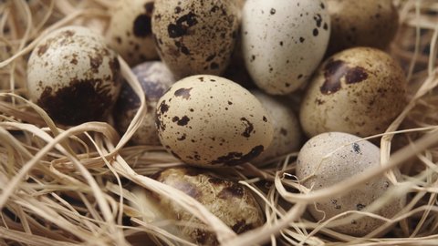 Spotted Quail Eggs in straw. Lots of  fresh, organic and healthy bird eggs. Natural, Eco-friendly Eggs rolling in straw, chicken bird coop