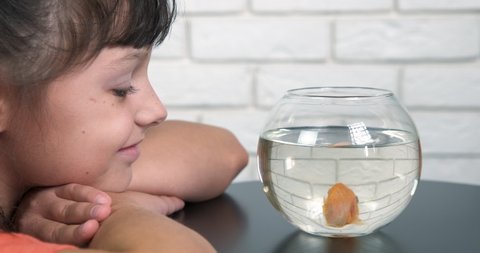 Child fish friend. A little girl enjoy her home pet in bowl aquarium. A concept of grow a gold fish at home.