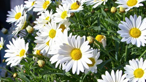 Season of Marguerite Daisy Flowers Close Up Footage.