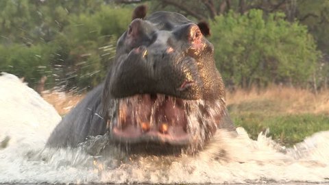 Spectacular bull hippo hippopotamus hippo charging towards camera. Wildlife of Africa