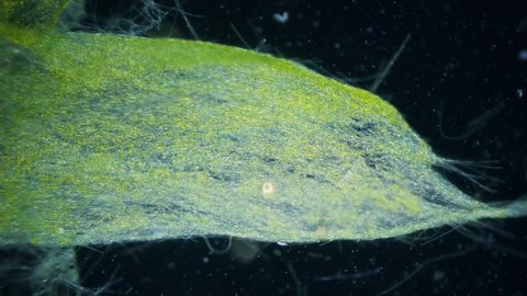 Blue green alga movement time lapse under microscope dark field