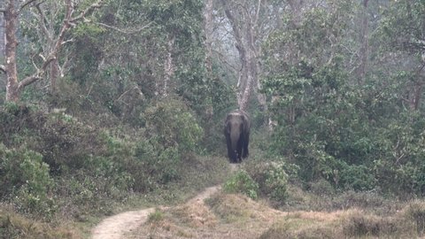 An elephant walking on a trail in the jungle of the Chitwan National Park.