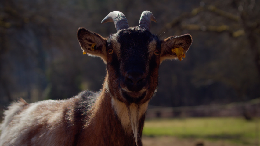 Brown black goat with horns looks around the area on a sunny spring day in Germany. Nature with trees in background. Detailed Shot.