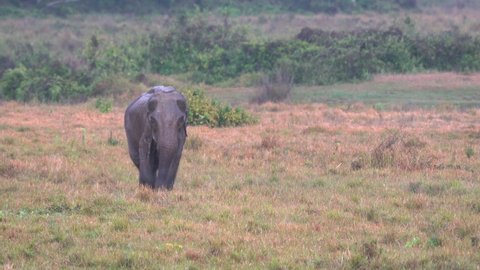 An old elephant walking through a grassy field in the Chitwan National Park.