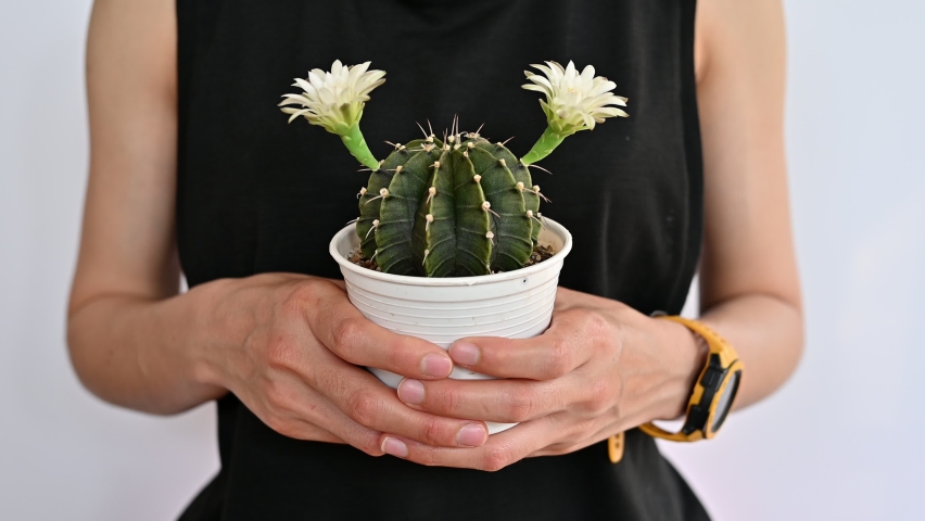 Close up of woman holding a pot of Gymnocalycium cactus with twin white flower blooming.